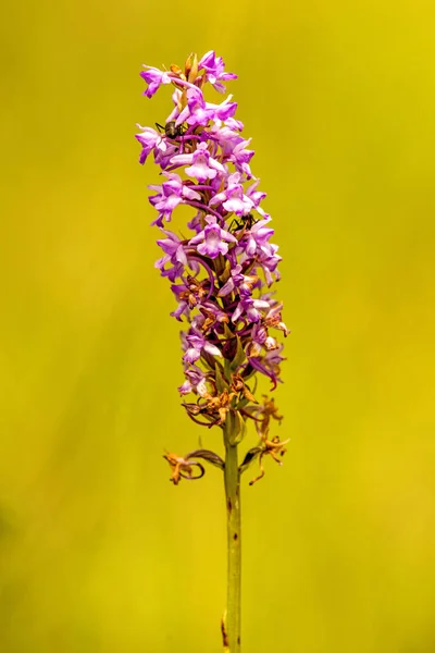 Gymnadenia odoratissima orchid on a meadow in Germany — Stock Photo, Image