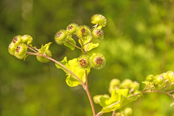 Hierba medicinal mayor bardana con flor —  Fotos de Stock