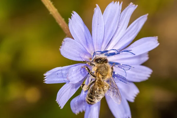 Yaban hindiba çiçek üzerinde arı — Stok fotoğraf