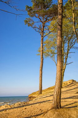 Orzechowo Baltık Denizi plaj, Polonya, ağaçlar ile kumulları 