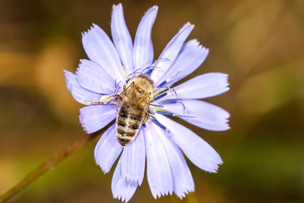 Vahşi Sage çiçek üzerinde arı — Stok fotoğraf