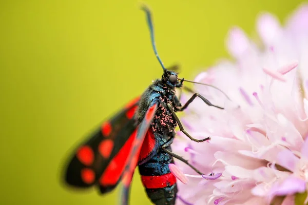 Six-spot burnet on a flower of a field scabious — Stock Photo, Image