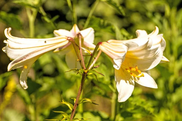 带花、中世纪象征和药用植物的丽丽百合花 — 图库照片