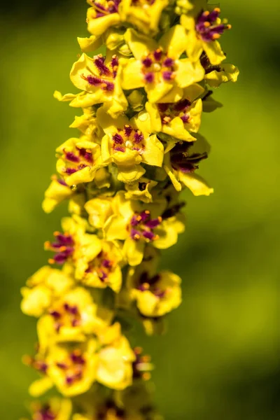 Die Heilpflanze Königskerze mit Blüte — Stockfoto