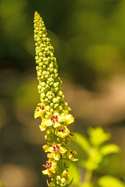 Rośliny lecznicze z czarnej Dziewanna z kwiatowym — Zdjęcie stockowe