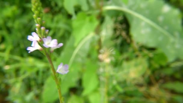 Verbena Comum Erva Medicinal Com Flor — Vídeo de Stock