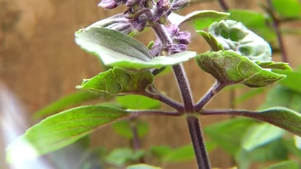 African Blue Basil Spice Medicinal Herb Flower — Stock Video