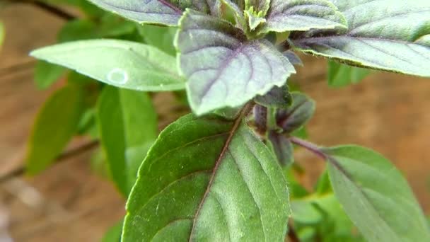 African Blue Basil Spice Medicinal Herb Leaves — Stock Video