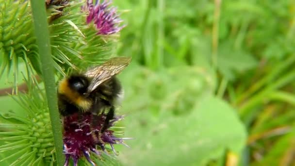 Weißschwanzhummel Auf Distel — Stockvideo