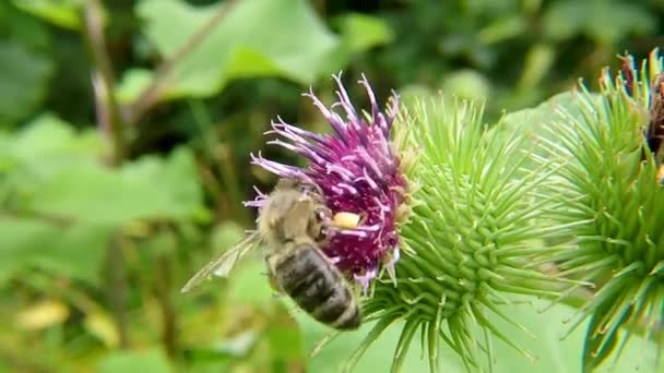 Honey Bee Bloem Van Een Distel Zomer Duitsland — Stockvideo