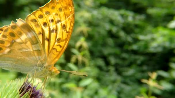 Silver Washed Fritillary Butterfly Thistle Flower — Stock Video