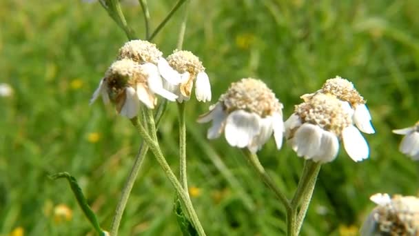 Sneezewort Medicinal Herb Flower — Stock Video
