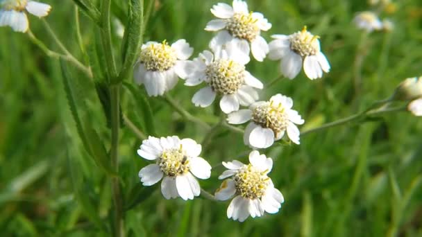 Estornudos Hierba Medicinal Con Flor — Vídeos de Stock