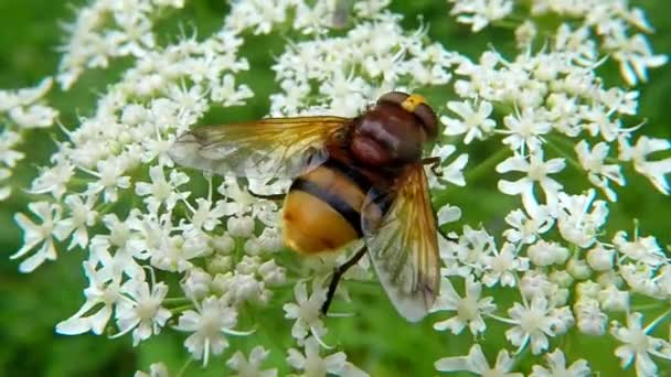 Beyaz Çiçek Üzerinde Hornet Mimik Hoverfly — Stok video