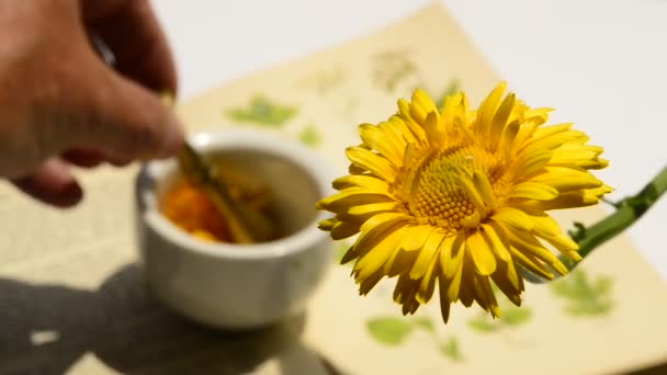 Vanliga Ringblomma Medicinalväxt Med Blomma Och Murbruk Hand Klämma Blomblad — Stockvideo