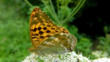 Bir devedikeni çiçek üzerinde gümüş yıkanmış fritiller kelebek