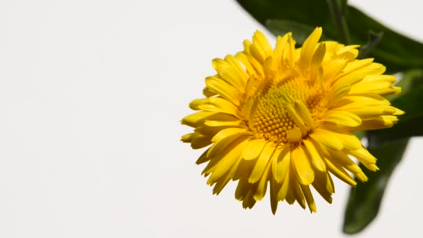 Ringelblume Heilpflanze Mit Blüte — Stockvideo