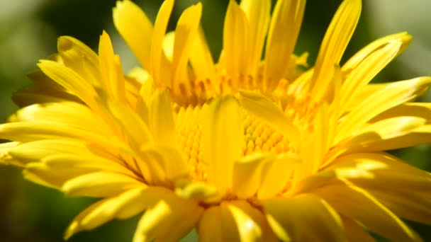 Звичайна Чорнобривці Лікарська Рослина Квіткою — стокове відео