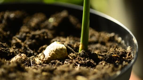 生姜根与植物芽 — 图库视频影像