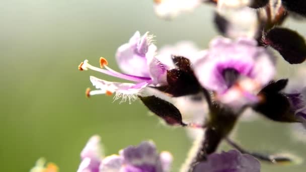 Afrikansk Blå Basilika Krydda Och Medicinalört Med Blomma — Stockvideo