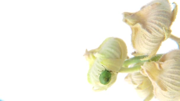 Πράσινο Bug Ασπίδα Νύμφη Μια Σακούλα Σπόρων Μάλοου — Αρχείο Βίντεο