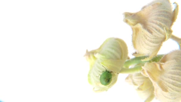 Groene Shield Bug Nimf Een Mallow Zaad Tas — Stockvideo