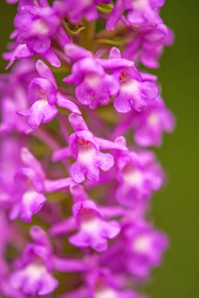 Gymnadenia odoratissima orchid, closeup of the flower — Stock Photo, Image