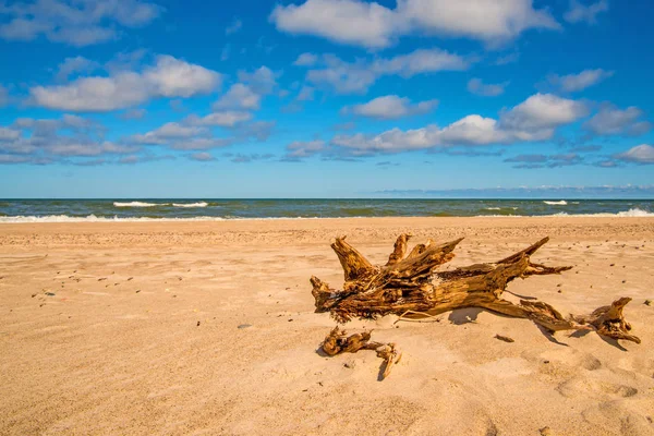 Treibholz am Strand der Ostsee — Stockfoto