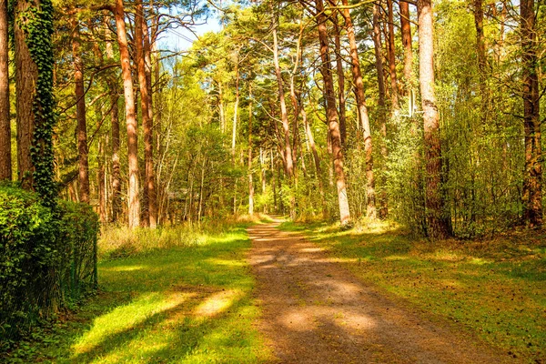 Bosque en primavera en luz soleada en la costa del mar Báltico en Polonia —  Fotos de Stock