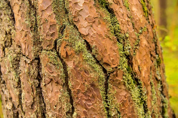 Bark of a Scots pine tree — Stock Photo, Image