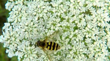 hoverfly, Syrphus ribesii, Almanya 'da yaz aylarında beyaz çiçek üzerinde