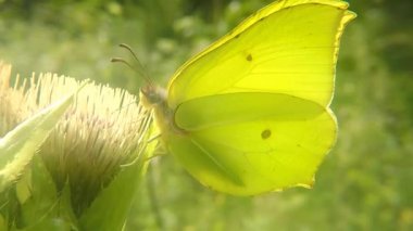 Almanya 'da Thistle çiçek üzerinde Brimstone kelebek