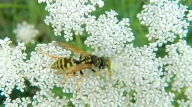 Almanya 'da yaz aylarında beyaz çiçek üzerinde kağıt WASP