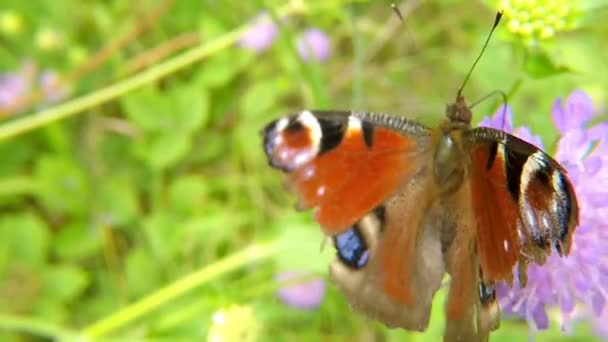 ドイツのアザミの花に孔雀の蝶 — ストック動画