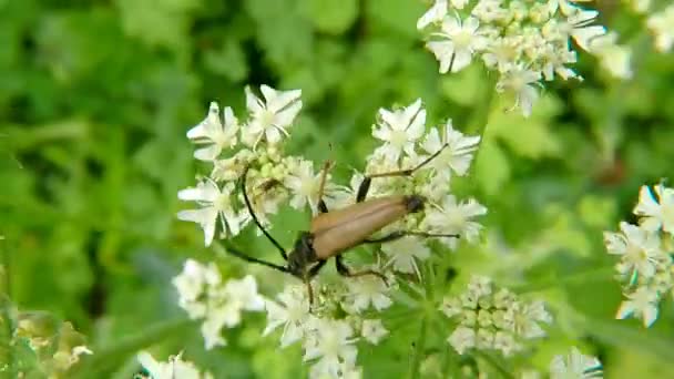 他红褐色的长角甲虫在一个白色的花在德国夏天 — 图库视频影像