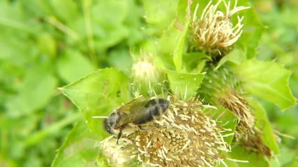 Abeja Miel Flor Del Cardo Verano Alemania — Vídeos de Stock