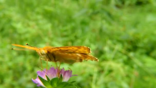 Серебристая Бабочка Цветке Чертополоха — стоковое видео
