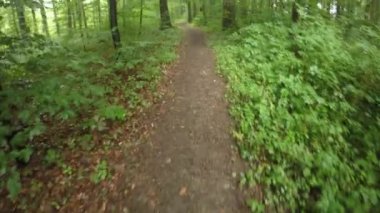 Almanya 'da yaz aylarında yeşil, ıslak bir orman üzerinden çalışan