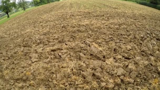 Wheat Field Harvested Plowed Straw Remains — Stock Video