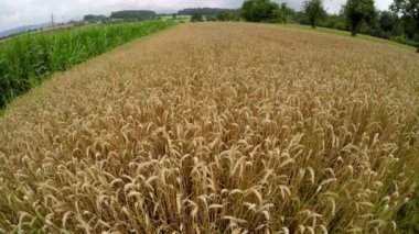 Almanya 'da olgunlaşmış buğday tarlası