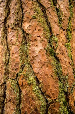 bir Iskoç çam ağacının kabuğu 