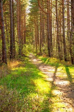 ışık ve gölge ile Polonya 'da Baltık sahilinde orman