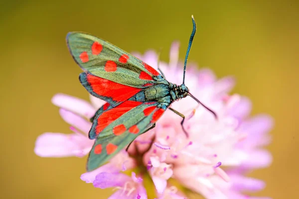 Six-spot burnet on a flower of a field scabious — Stock Photo, Image