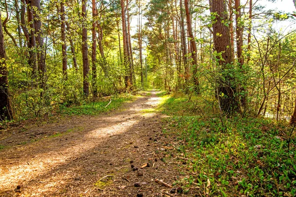 Ліс на Балтійському узбережжі в Польщі з світлом і тінню — стокове фото