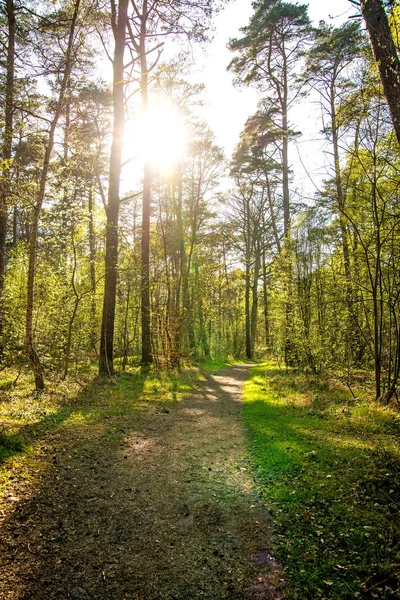 Bosque en la costa báltica en Polonia a contraluz — Foto de Stock