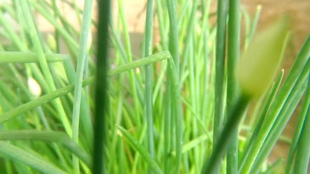 Schnittlauch Kraut Mit Blüte Und Kamerafahrt Zur Blume — Stockvideo