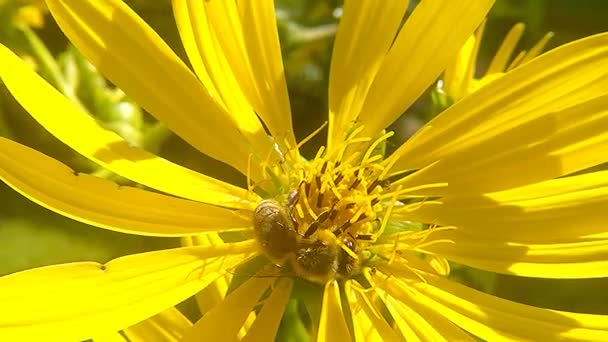 コンパス植物の黄色い花にミツバチ — ストック動画