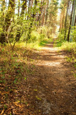 Polonya'da Baltık denizinde orman