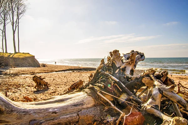 Treibholz am Strand der Ostsee — Stockfoto