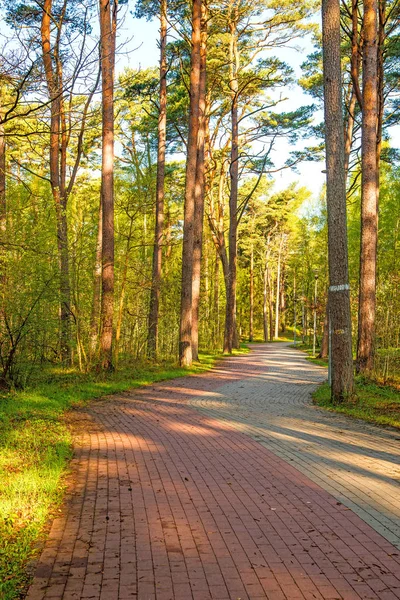 Erdő a Balti-tengeren Lengyelországban — Stock Fotó